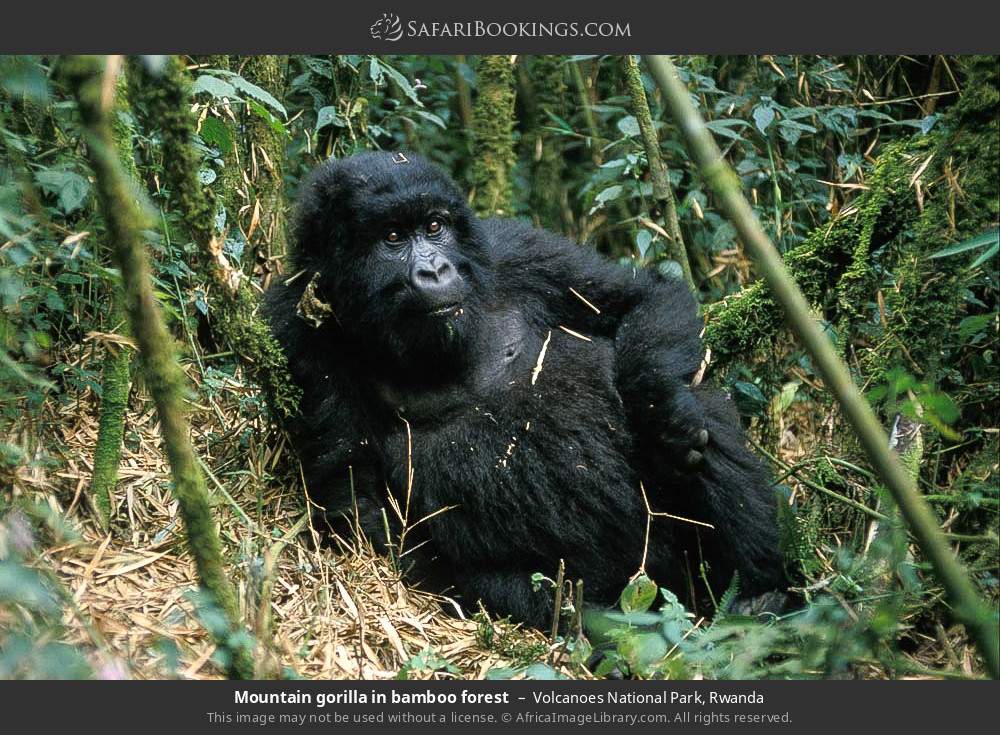 Mountain gorilla in bamboo forest in Volcanoes National Park, Rwanda