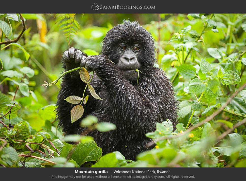 Mountain gorilla in Volcanoes National Park, Rwanda