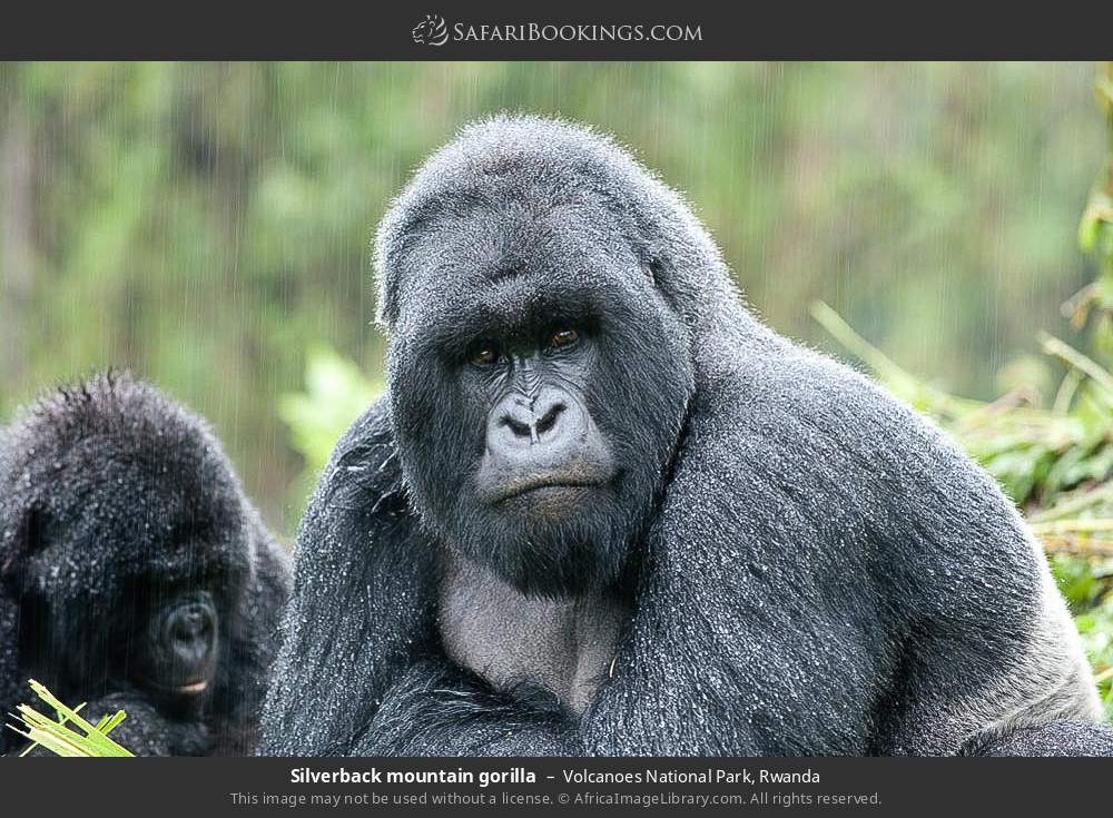 Silverback mountain gorilla in Volcanoes National Park, Rwanda