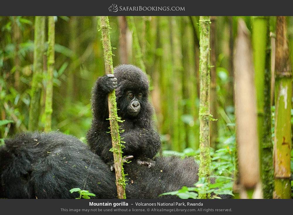 Mountain gorilla in Volcanoes National Park, Rwanda