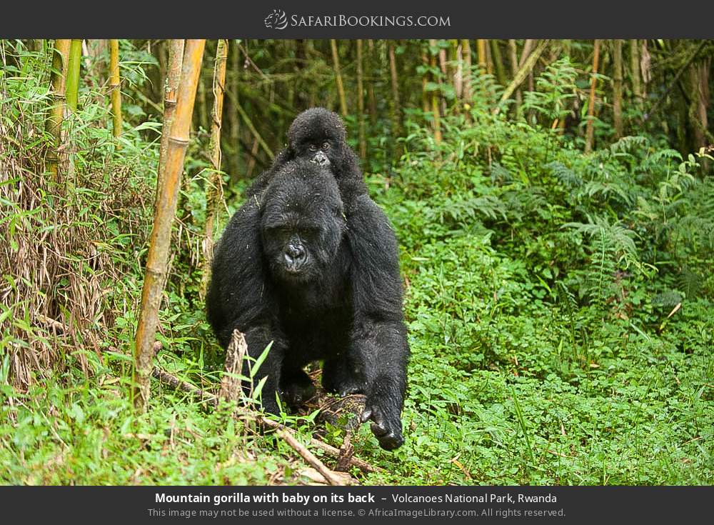 Mountain gorilla with baby on its back in Volcanoes National Park, Rwanda