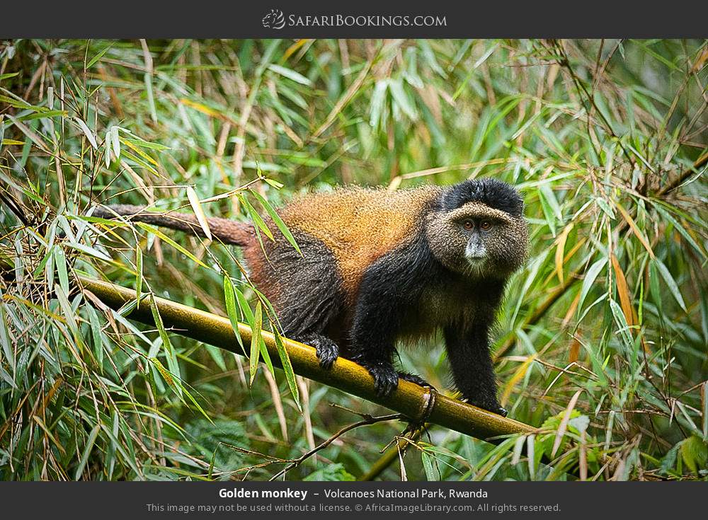 Golden monkey in Volcanoes National Park, Rwanda