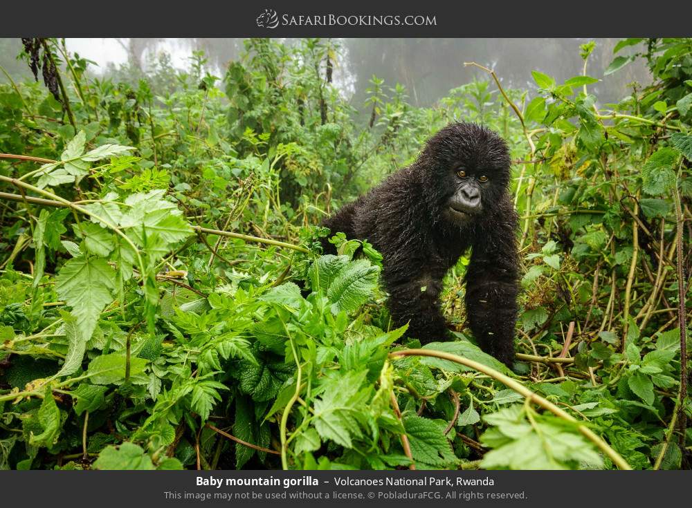 Baby mountain gorilla in Volcanoes National Park, Rwanda