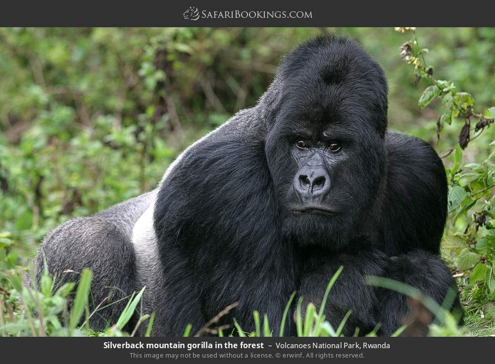 Silverback mountain gorilla in the forest in Volcanoes National Park, Rwanda