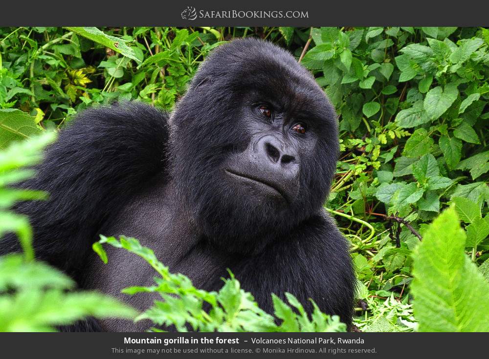 Mountain gorilla in the forest in Volcanoes National Park, Rwanda