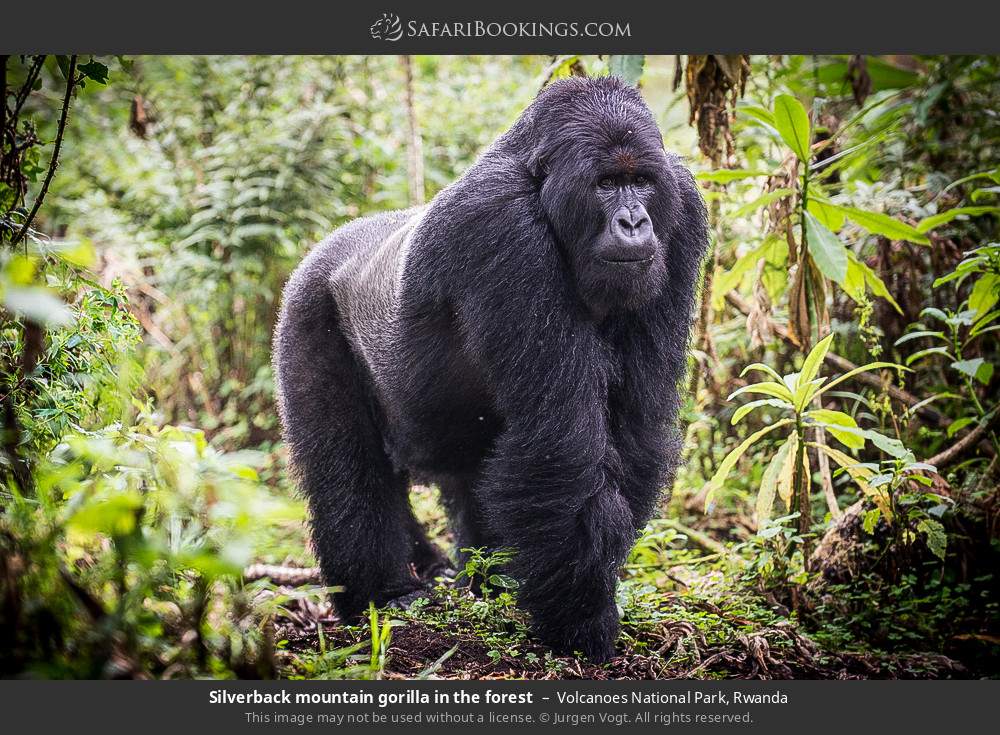Silverback mountain gorilla in the forest in Volcanoes National Park, Rwanda
