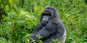 Silverback mountain gorilla