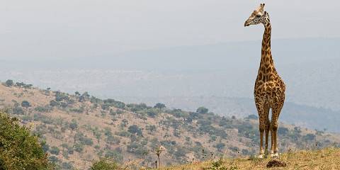3-Day Akagera Big Five Safari Experience