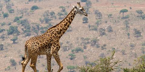 3-Day Akagera, Gorilla Trekking and Kigali City Tour