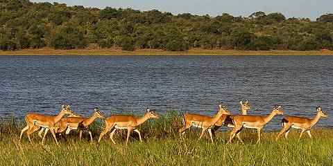 3-Day Akagera, Golden Monkeys & Ibyiwacu