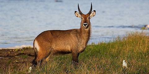 Akagera National Park Wildlife Safari Tour