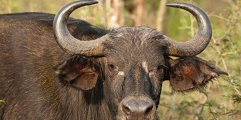 2-Day Wildlife Safari at Akagera National Park