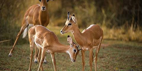 4-Day Wildlife Safari at Akagera National Park