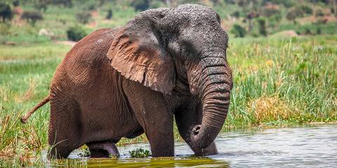 6-Day Rwanda Wildlife & Primates Safari Adventure