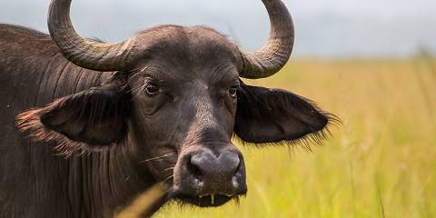 7-Day Rwanda Wild Life Safari , Chimps& Canopy Walk Tour