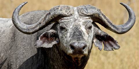 3-Day Big 5 Safari Adventures in Akagera National Park