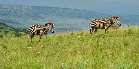 3-Day Akagera Wildlife Safari and a Boat Cruise