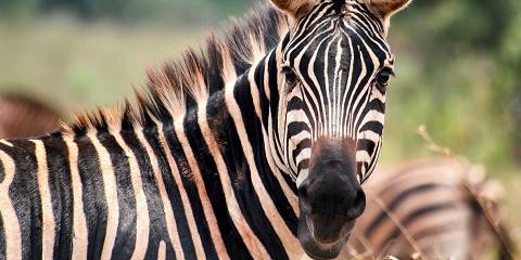 1-Day Akagera National Park Tour