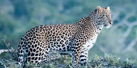 3-Day Akagera National Park Wildlife Tour