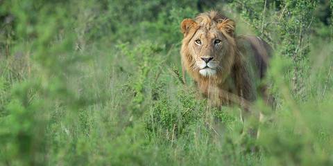 Big Five Wildlife Safari in Akagera National Park
