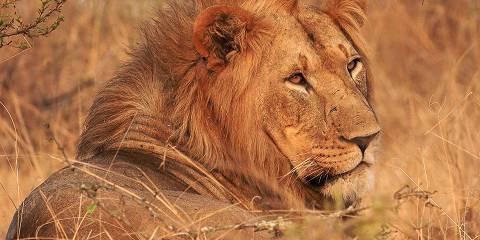 1-Day Akagera Big Five Game Drive