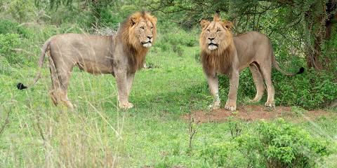 Rwanda Wildlife and Gorilla Experience