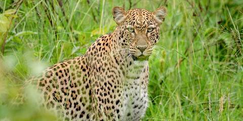 Game Drive in Akagera National Park