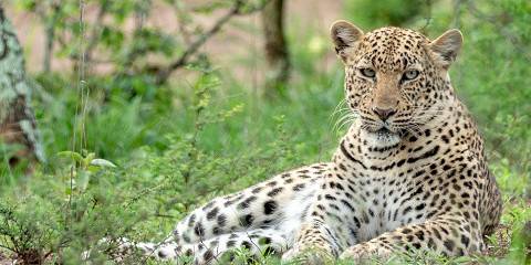 6-Day Big Five Safari and Gorilla Trekking Rwanda Uganda