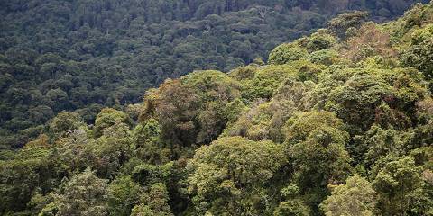6-Day Rwanda Birding Safari