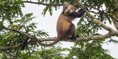 Mountain Gorilla Safari and Golden Monkeys