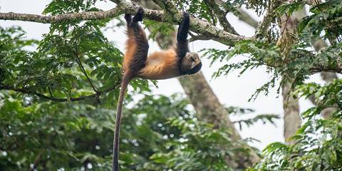 7-Day Rwanda Wild Life Safari & Mountain Gorillas Tour