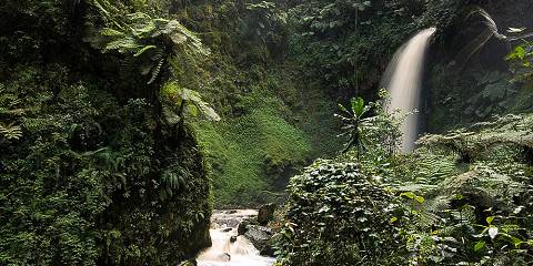 Chimpanzee Trekking in Nyungwe National Park