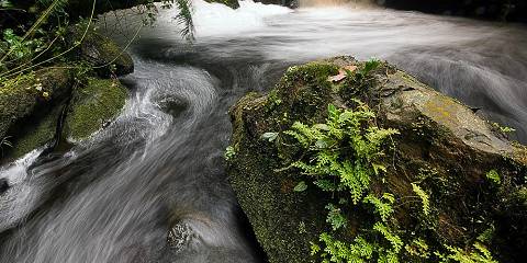 6-Day Chimpanzee & Golden Monkey Trek Trip to Rwanda