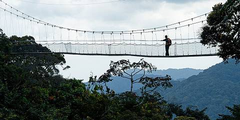 4-Day Nyungwe Chimpanzee Tracking & Forest Adventure