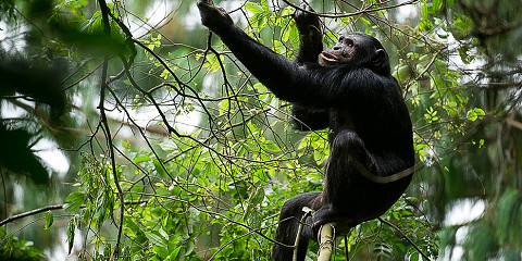 2-Day Mystical Nyungwe Safari