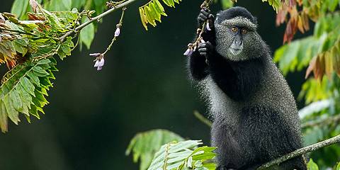 Rwanda Gorilla Trekking & Golden Monkeys Safari