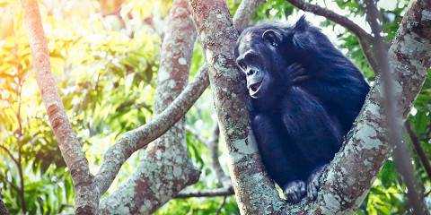 6-Day Rwanda Chimpanzee and Wildlife Experience Tour