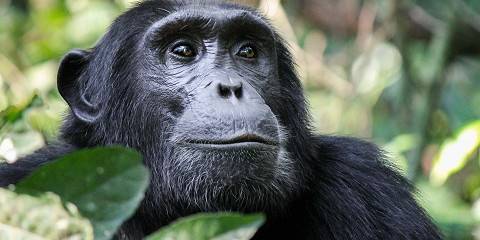 Nyungwe Chimpanzee, Canopy & Zipline Adventure