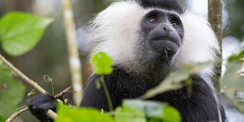 3-Day Nyungwe Forest National Park and King's Palace