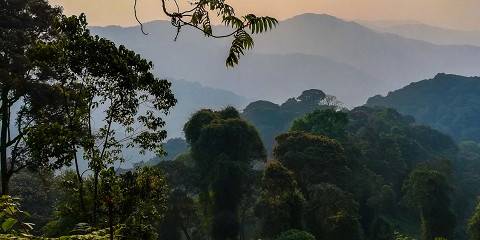 8-Day Day Rwanda Gorilla & Chimpanzee Trekking Safari