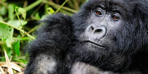 1-Day Gorilla Trekking in Rwanda - Volcanoes NP