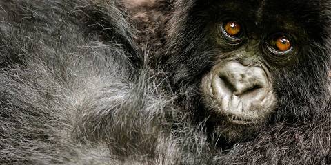 5-Day Rwanda Double Gorilla & Golden Monkey Safari