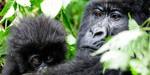 5-Day Uganda Gorilla and Rwanda Golden Monkey Trek Tour
