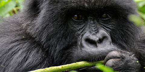 5-Day Kigali City Tour and Gorilla Trekking in Volcanoes