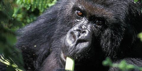 Rwanda Uganda Chimpanzee & Gorilla Tracking Safari