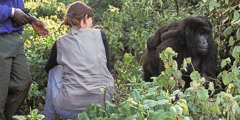 Gorilla Tracking Rwanda & Ellen Degeneres Campus