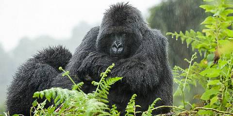Bwindi Forest, Lake Bunyonyi, Volcanoes Tour