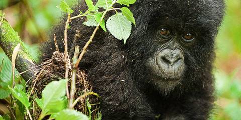 2-Day Rwanda Mountain Gorilla Trekking Experience