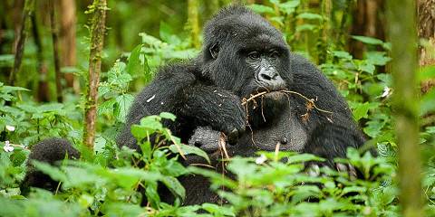 2-Day Gorilla Trekking Safari Experiences Midrange Tour