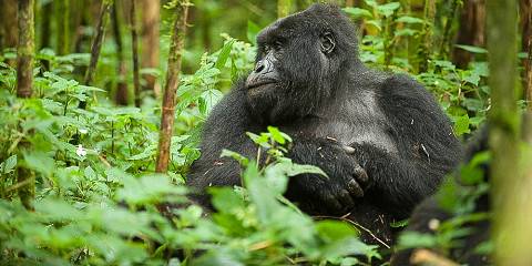 4-Day Rwanda Gorilla and Golden Monkey Tour